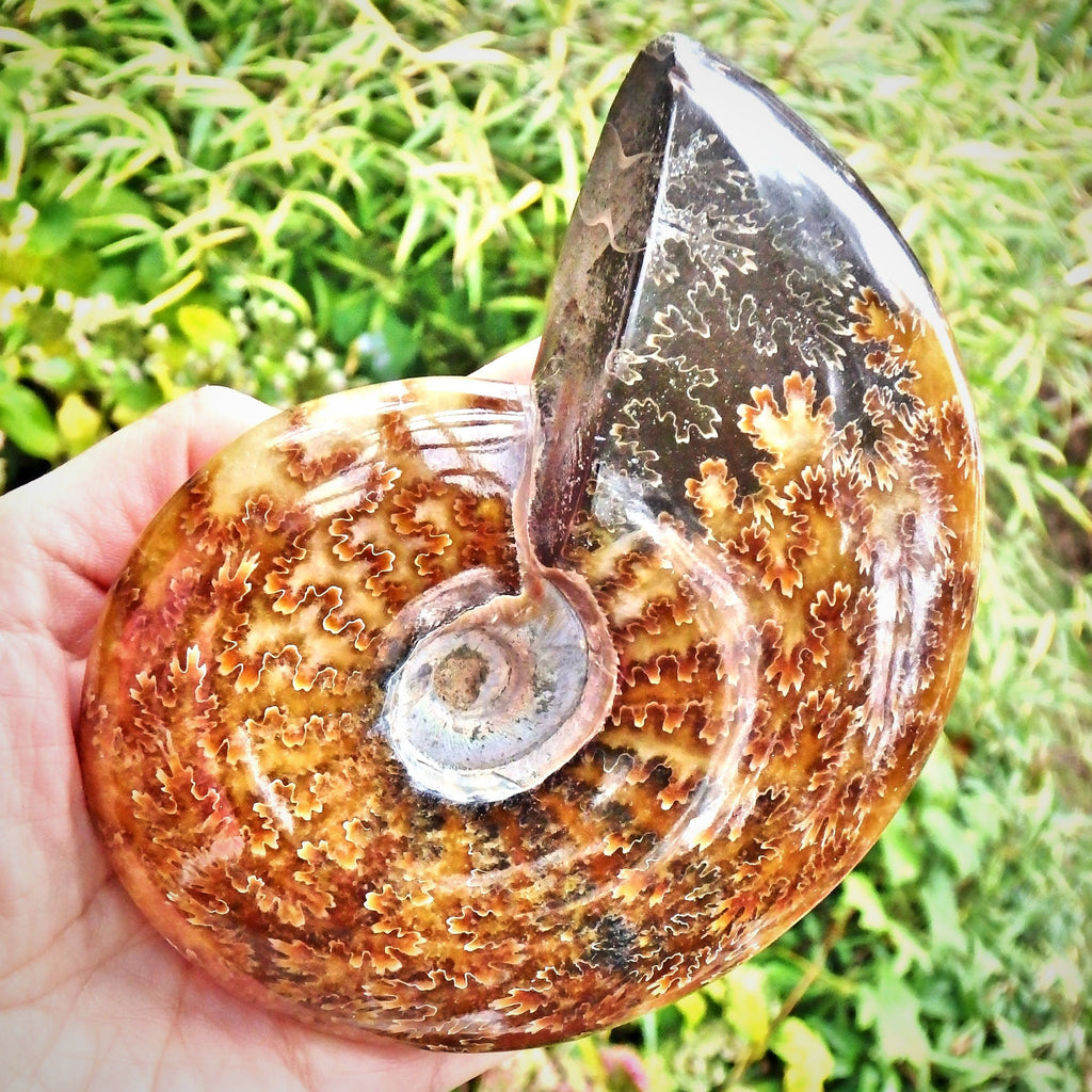 Incredible Large Leafy Brown Patterns & Ring of Natural Rainbow Flash Ammonite Display Specimen From Madagascar - Earth Family Crystals