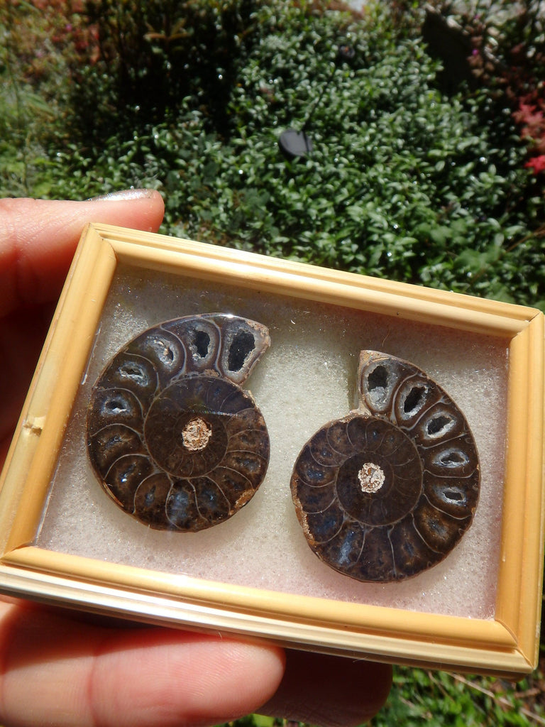 Fabulous Deep Druzy Cave Complete Ammonite Set in Collectors Box From Madagascar - Earth Family Crystals