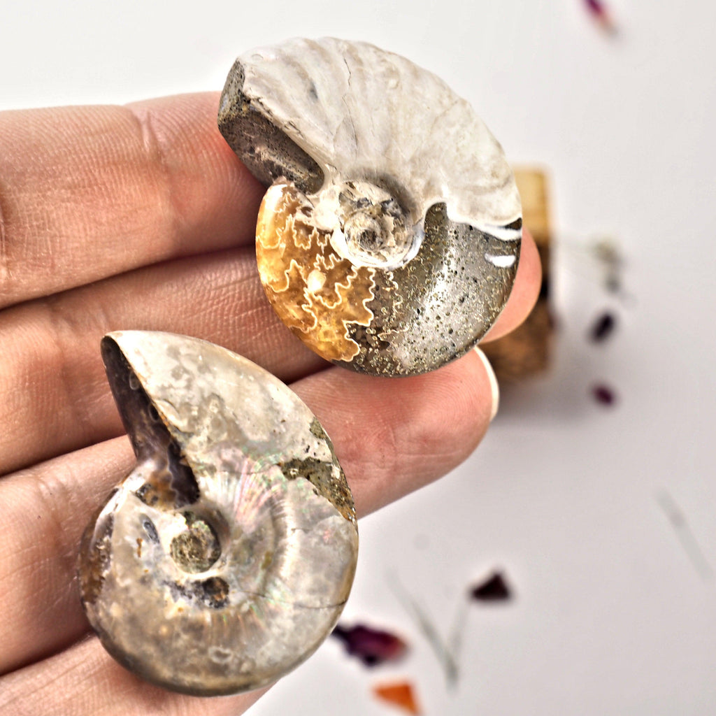 Set of 2 Cute Ammonite Fossils With Natural Rainbows From Madagascar - Earth Family Crystals