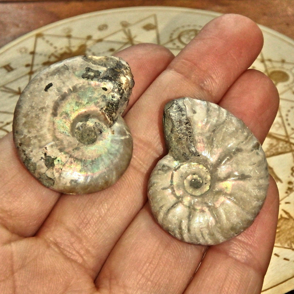 Set of 2~Gorgeous Natural Rainbows Ammonite Handheld Fossil Set From Madagascar - Earth Family Crystals
