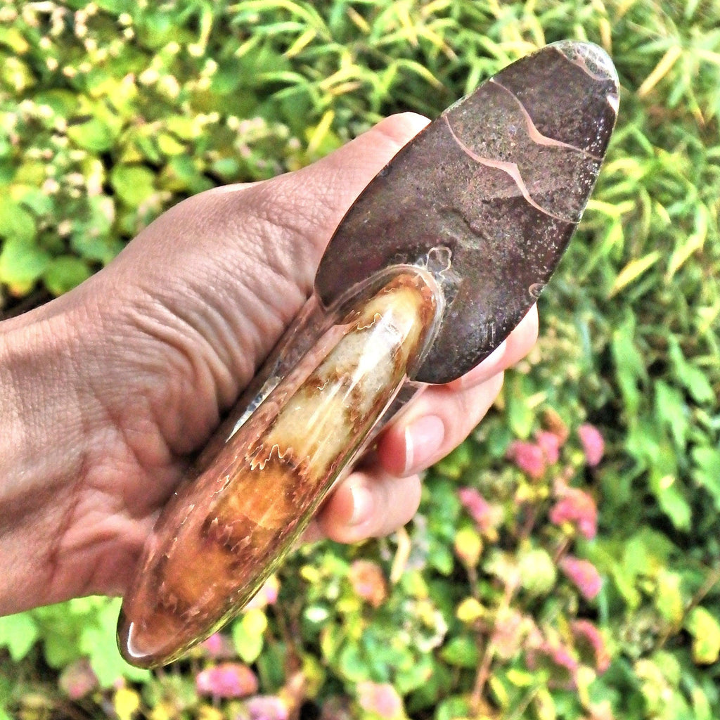 Incredible Large Leafy Brown Patterns & Ring of Natural Rainbow Flash Ammonite Display Specimen From Madagascar - Earth Family Crystals