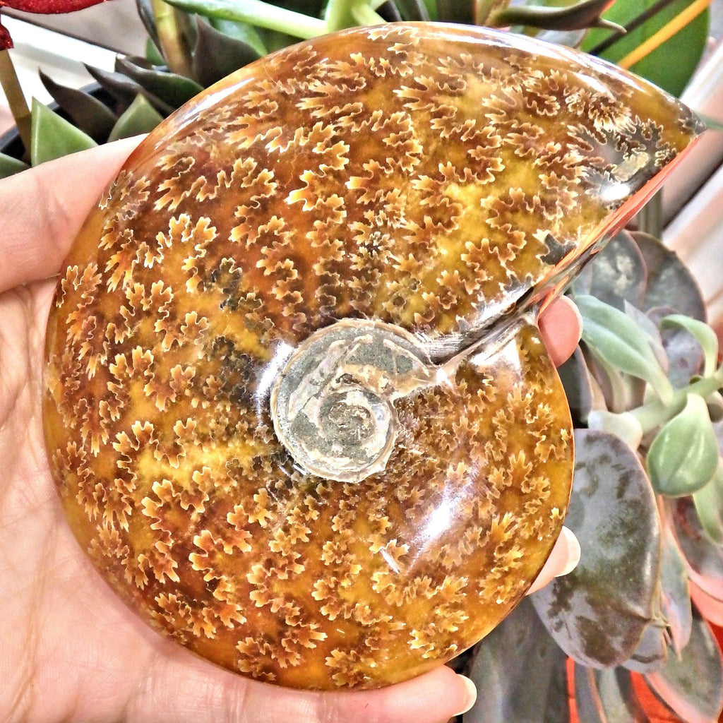 Leafy Patterns Large Partially Polished Amber & Brown Ammonite Fossil From Madagascar - Earth Family Crystals