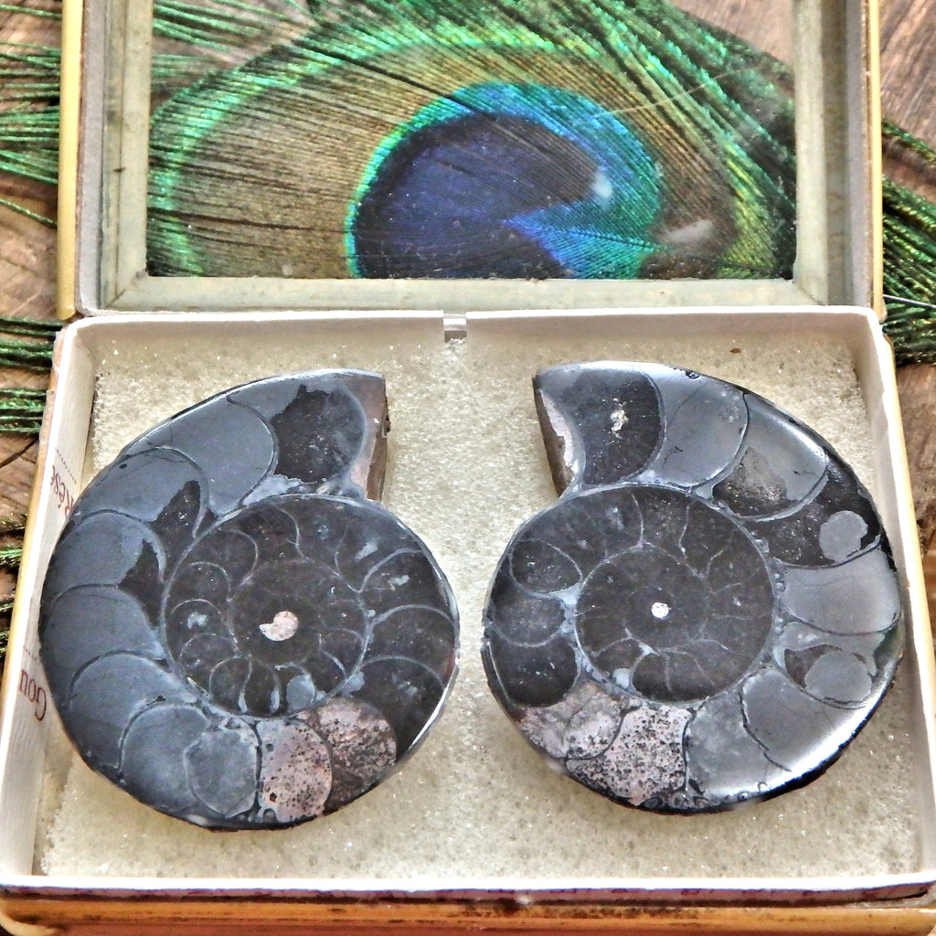 Set of Complete Matching Halves Black Ammonite Fossils From Madagascar in Collectors Box - Earth Family Crystals
