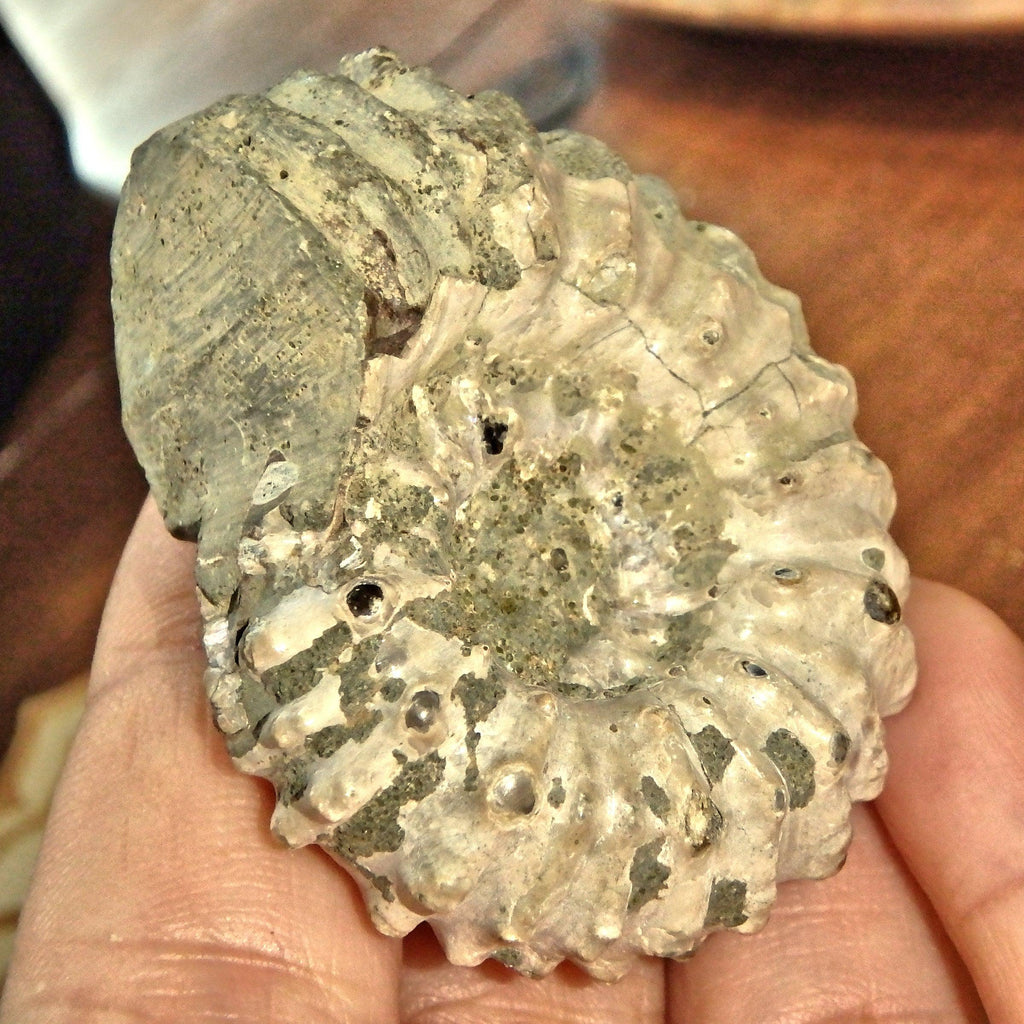 Raw & Natural Organic Ammonite Specimen From Madagascar1 - Earth Family Crystals