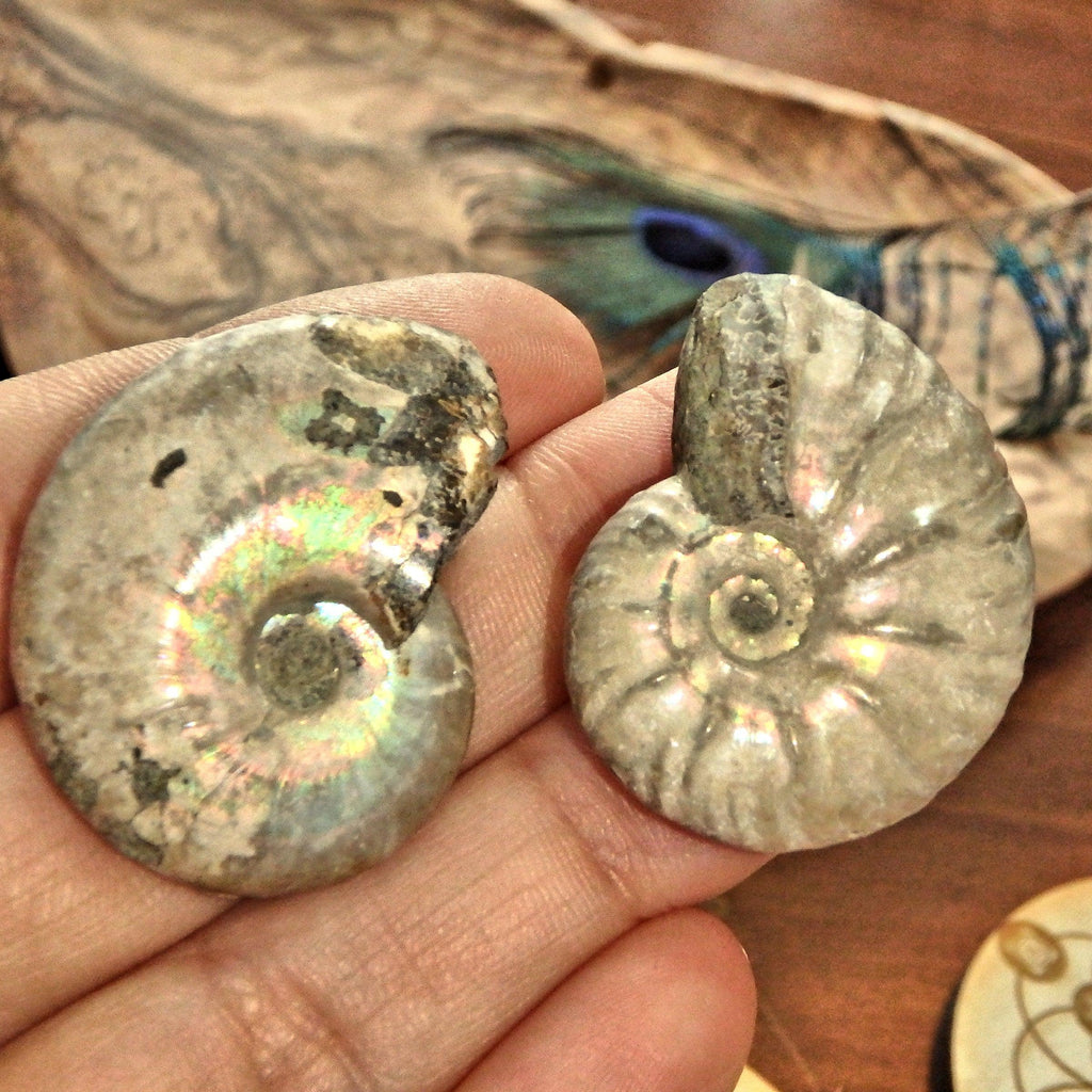 Set of 2~Gorgeous Natural Rainbows Ammonite Handheld Fossil Set From Madagascar - Earth Family Crystals
