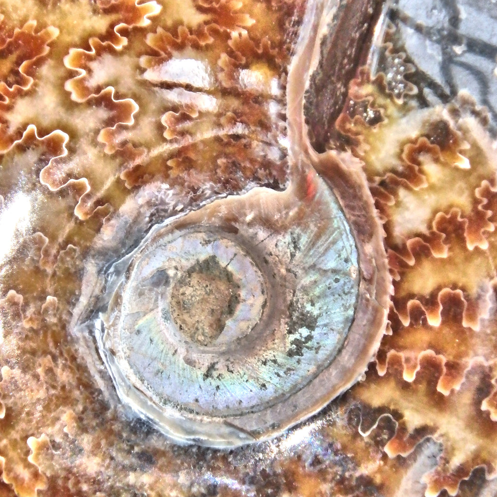 Incredible Large Leafy Brown Patterns & Ring of Natural Rainbow Flash Ammonite Display Specimen From Madagascar - Earth Family Crystals