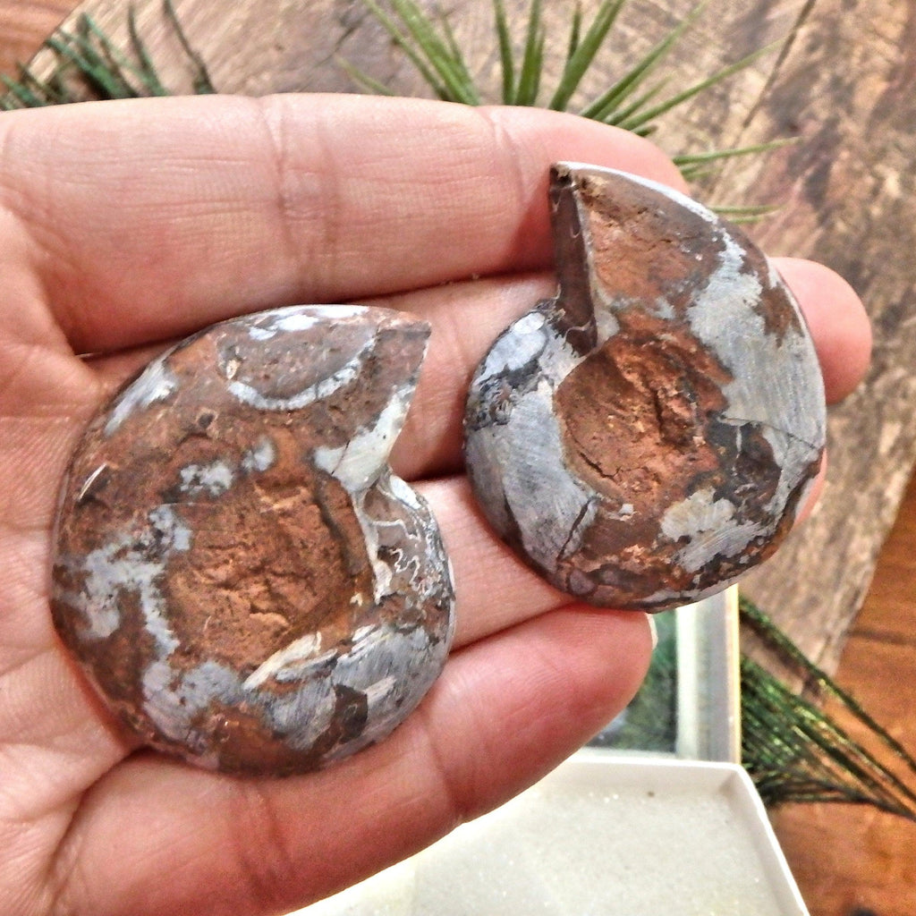 Set of Complete Matching Halves Black Ammonite Fossils From Madagascar in Collectors Box - Earth Family Crystals