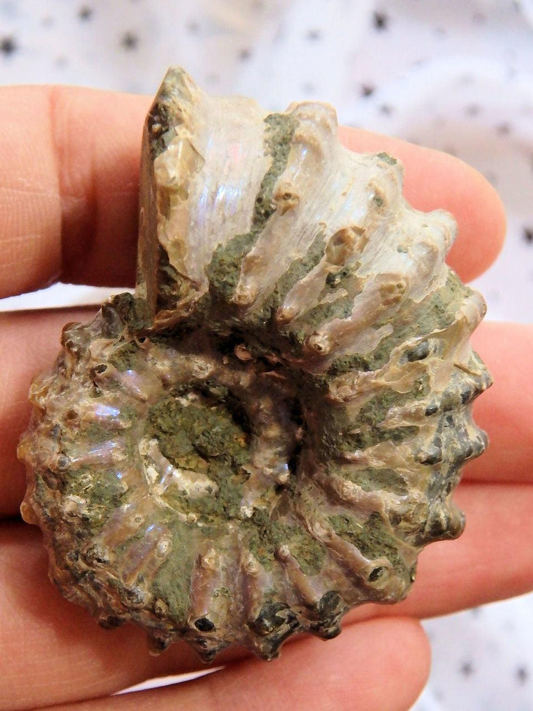 Purple Glow Raw Ammonite Specimen From Madagascar - Earth Family Crystals