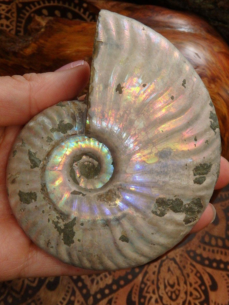 Amazing Large & Natural Rainbow Filled Ammonite Specimen From Madagascar - Earth Family Crystals