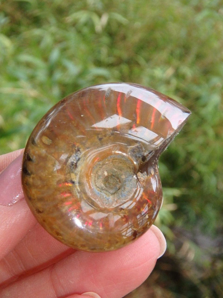 Glossy Fire Red Flash Ammonite Hand Held Fossil 2 - Earth Family Crystals