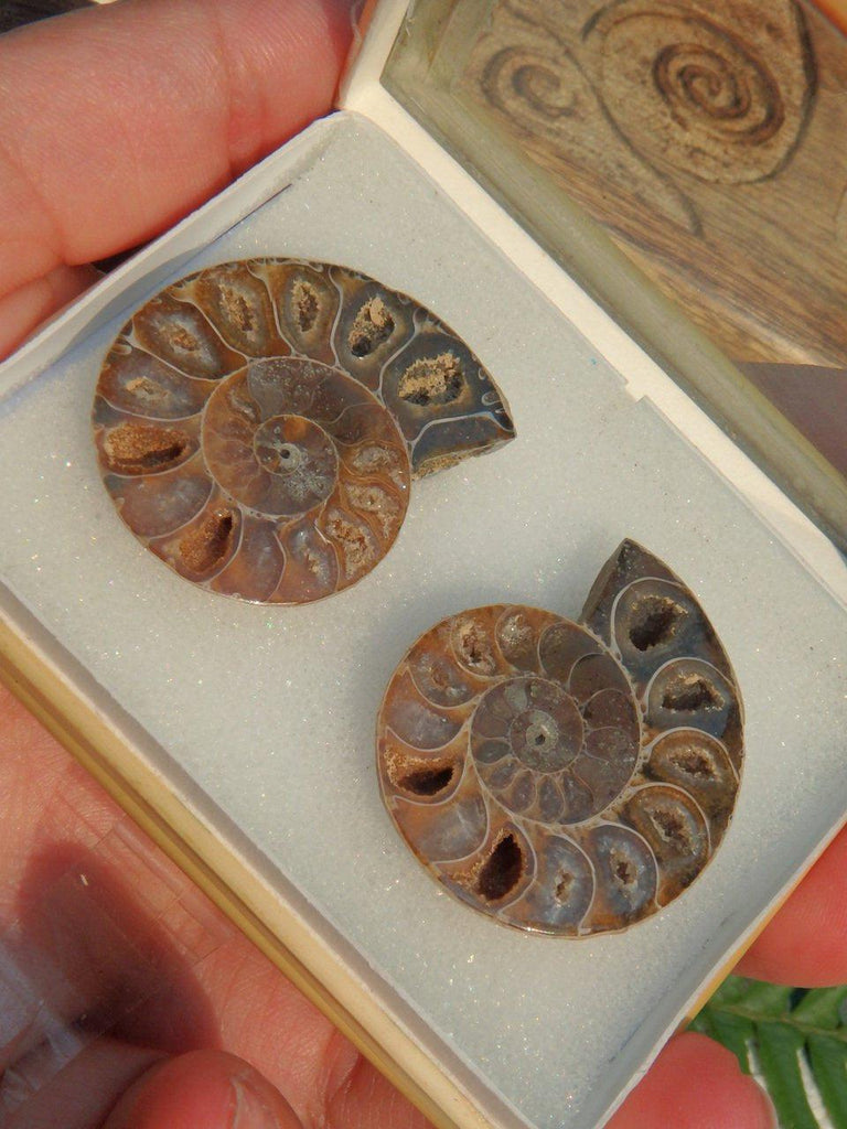 AA Quality Druzy Caves Ammonite Matching Set in Collectors Box - Earth Family Crystals