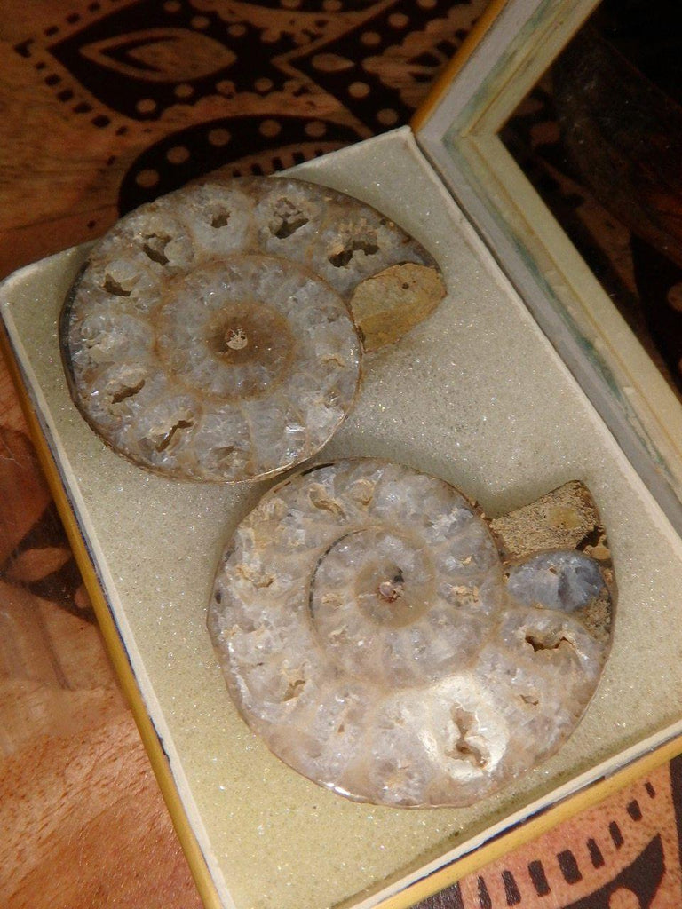 AA Grade~ White Druzy Caves Ammonite Set in Collectors Box - Earth Family Crystals