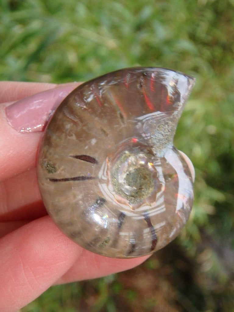 Glossy Fire Red Flash Ammonite Hand Held Fossil 1 - Earth Family Crystals