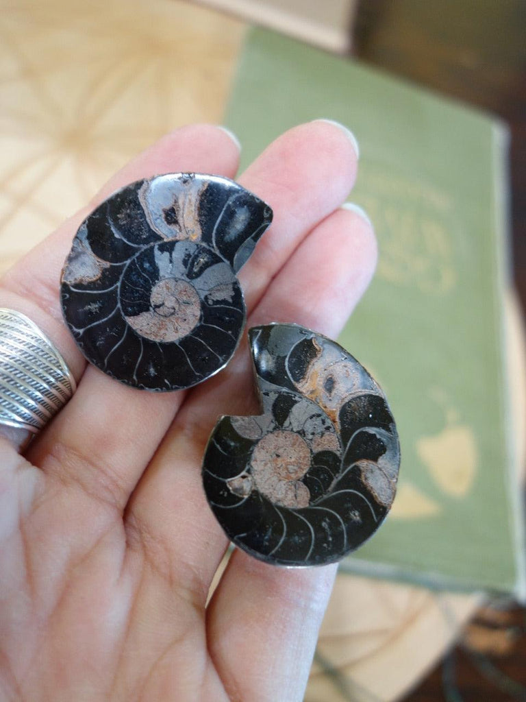 Set of Complete Ammonite Polished Slices In Collectors Box - Earth Family Crystals