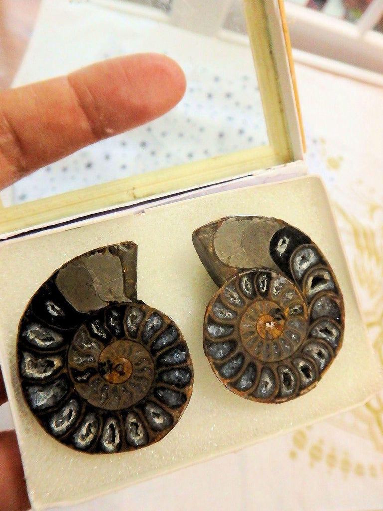 AA Grade Druzy Cave Inclusions Ammonite Fossil Pair in Collectors Box - Earth Family Crystals