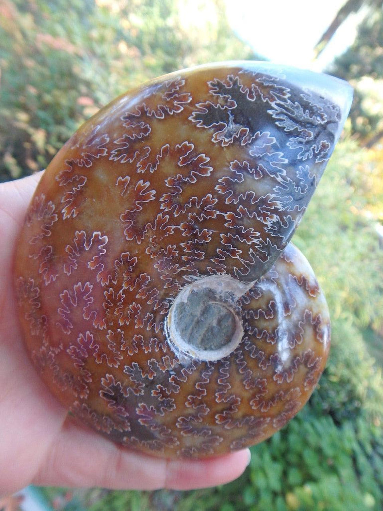 Golden Brown Leaf Patterns Large Polished Ammonite Fossil From Madagascar - Earth Family Crystals