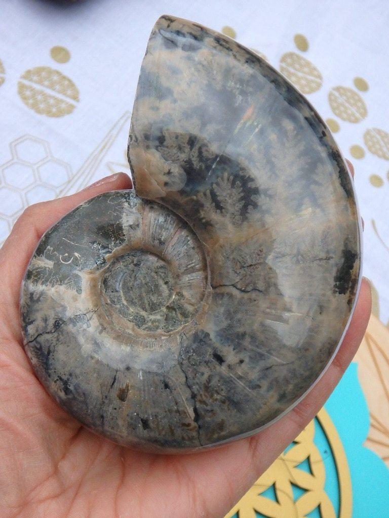 Amazing XL Chunky Ammonite Fossil Specimen - Earth Family Crystals