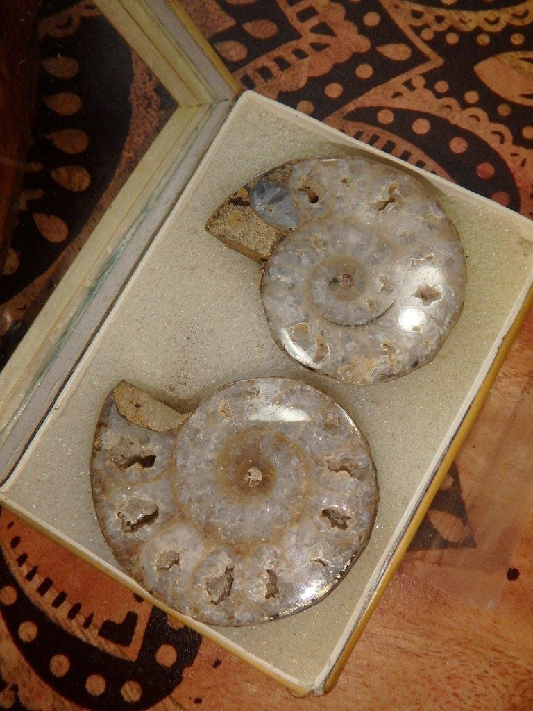 AA Grade~ White Druzy Caves Ammonite Set in Collectors Box - Earth Family Crystals
