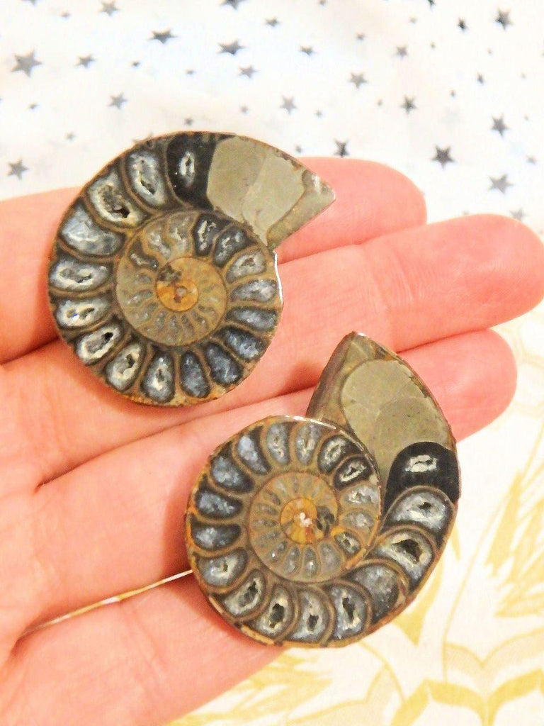 AA Grade Druzy Cave Inclusions Ammonite Fossil Pair in Collectors Box - Earth Family Crystals