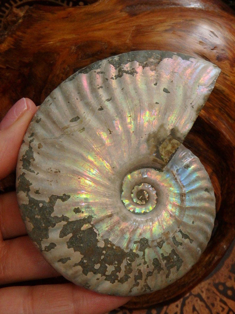 Amazing Large & Natural Rainbow Filled Ammonite Specimen From Madagascar - Earth Family Crystals