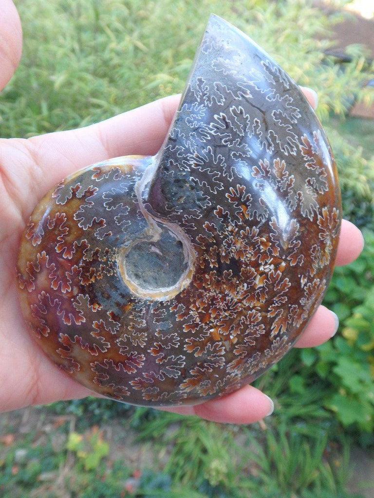Golden Brown Leaf Patterns Large Polished Ammonite Fossil From Madagascar - Earth Family Crystals