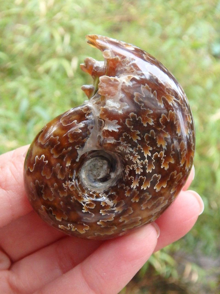 Incredible Shine & Leaf Patterns Ammonite With Sutures From Madagascar - Earth Family Crystals