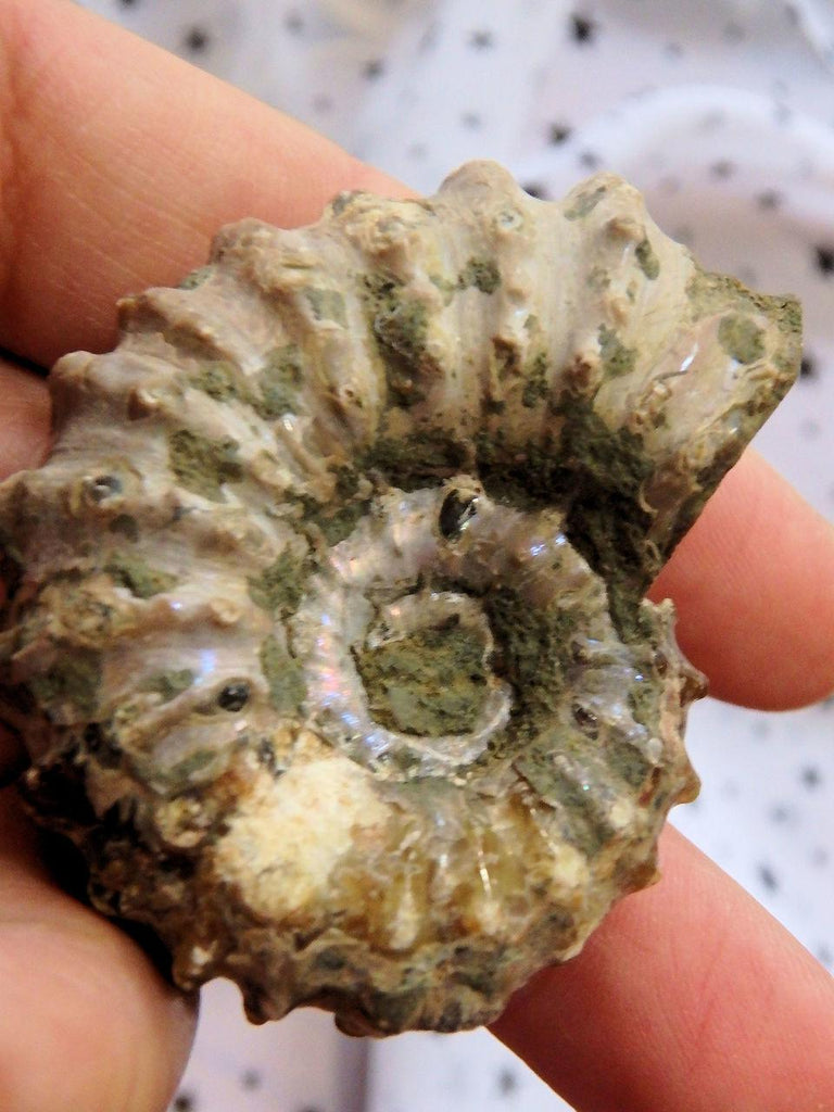 Purple Glow Raw Ammonite Specimen From Madagascar - Earth Family Crystals