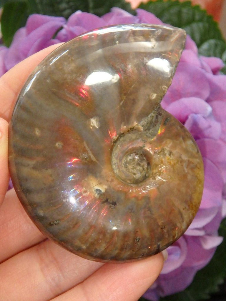 Intense Fire Red Flash Partially Polished Ammonite Specimen From Madagascar - Earth Family Crystals