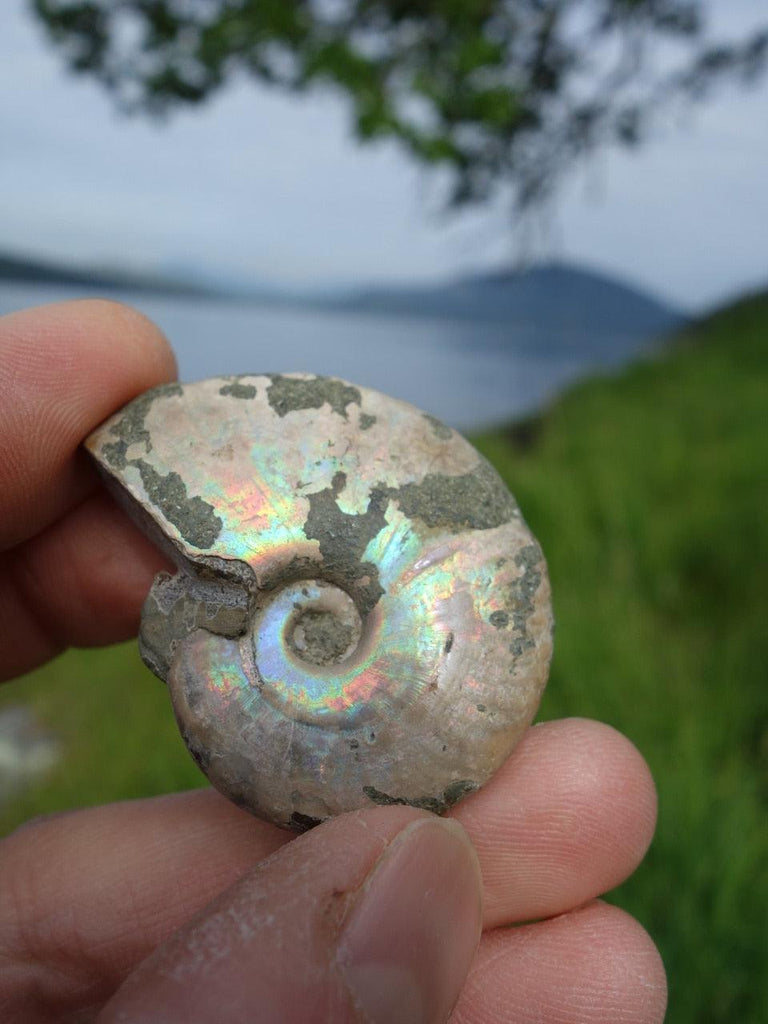 Fantastic Rainbows Ammonite Fossil Hand Held Specimen From Madagascar - Earth Family Crystals