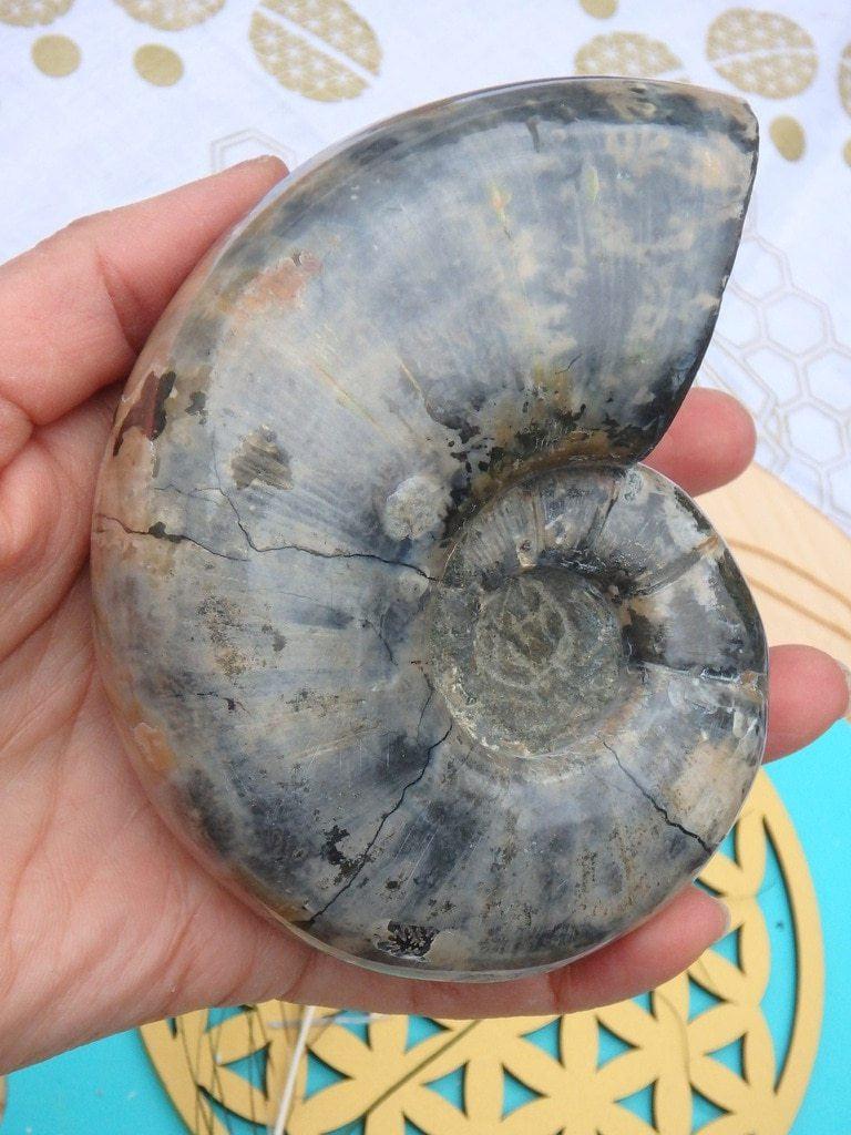 Amazing XL Chunky Ammonite Fossil Specimen - Earth Family Crystals