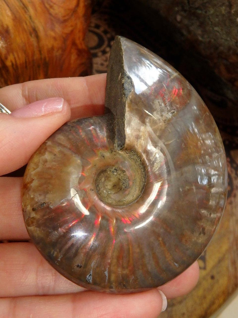 Intense Fire Red Flash Partially Polished Ammonite Specimen From Madagascar - Earth Family Crystals