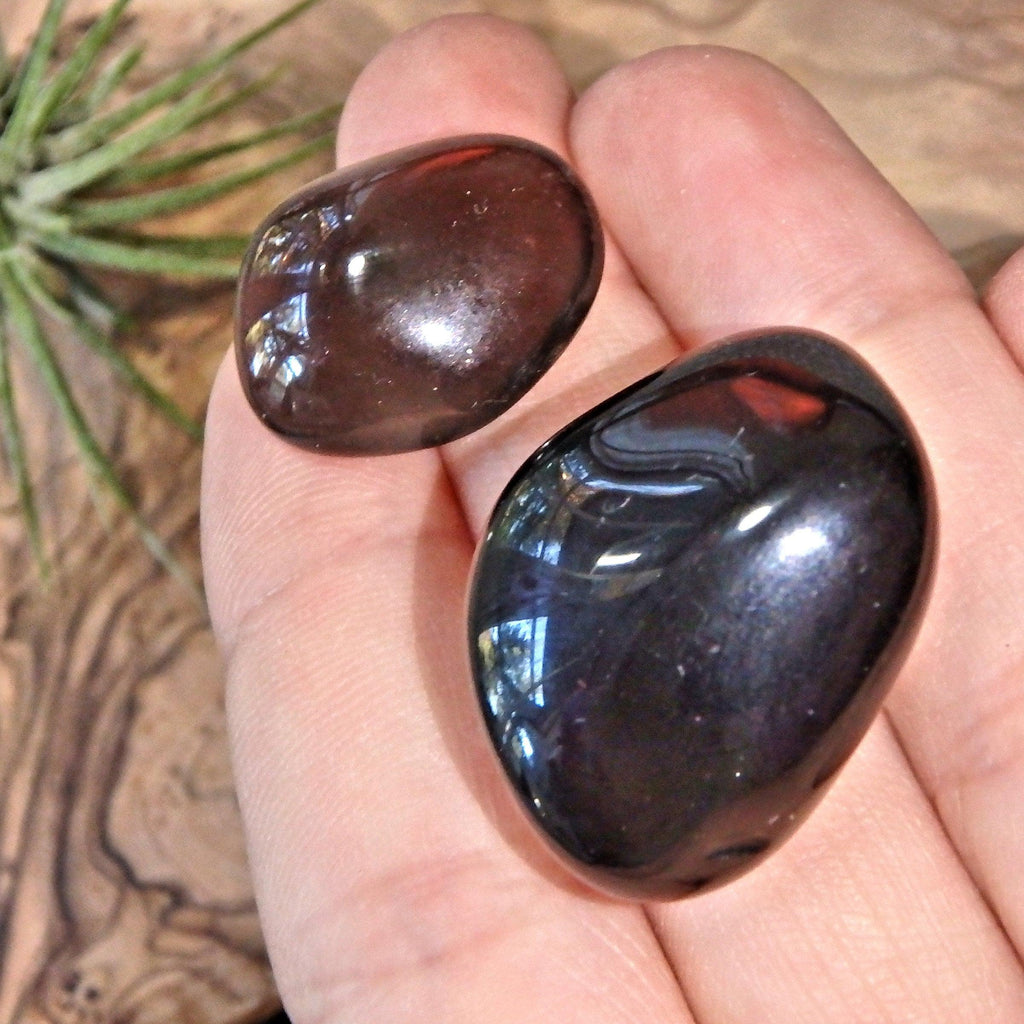 Mysterious Midnight Black Set of 2 Polished Apache Tears - Earth Family Crystals