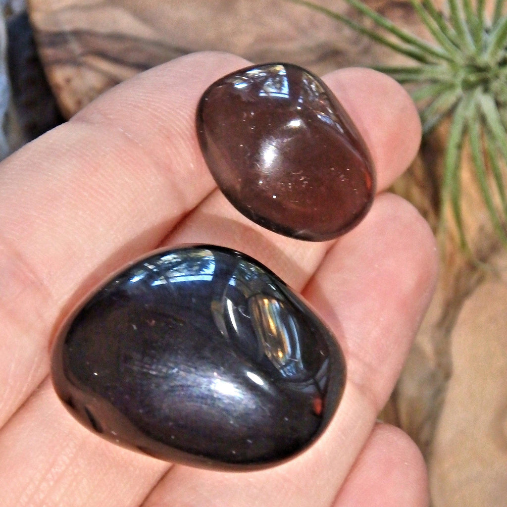 Mysterious Midnight Black Set of 2 Polished Apache Tears - Earth Family Crystals