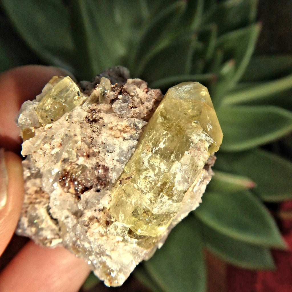 Solar Plexus Healer~ Golden Apatite Points Nestled in Quartz Matrix From Mexico - Earth Family Crystals