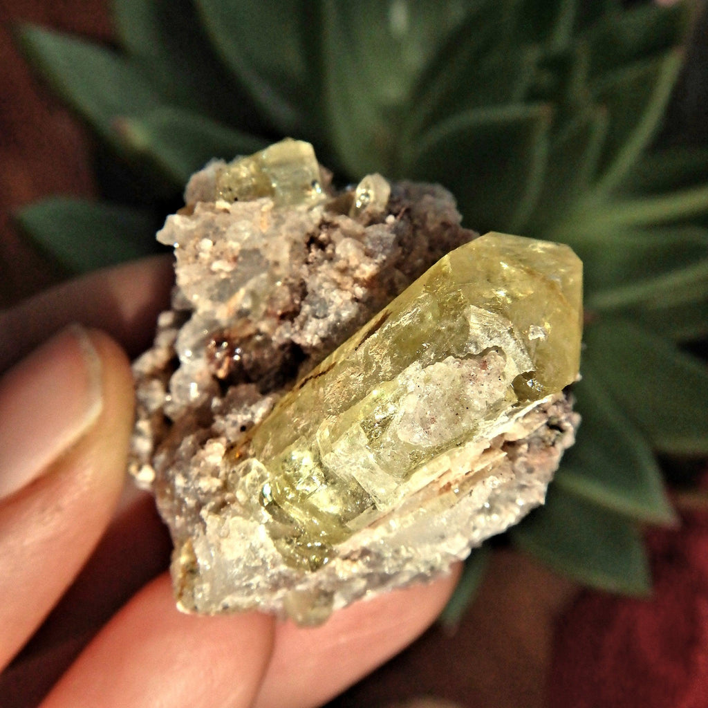 Solar Plexus Healer~ Golden Apatite Points Nestled in Quartz Matrix From Mexico - Earth Family Crystals
