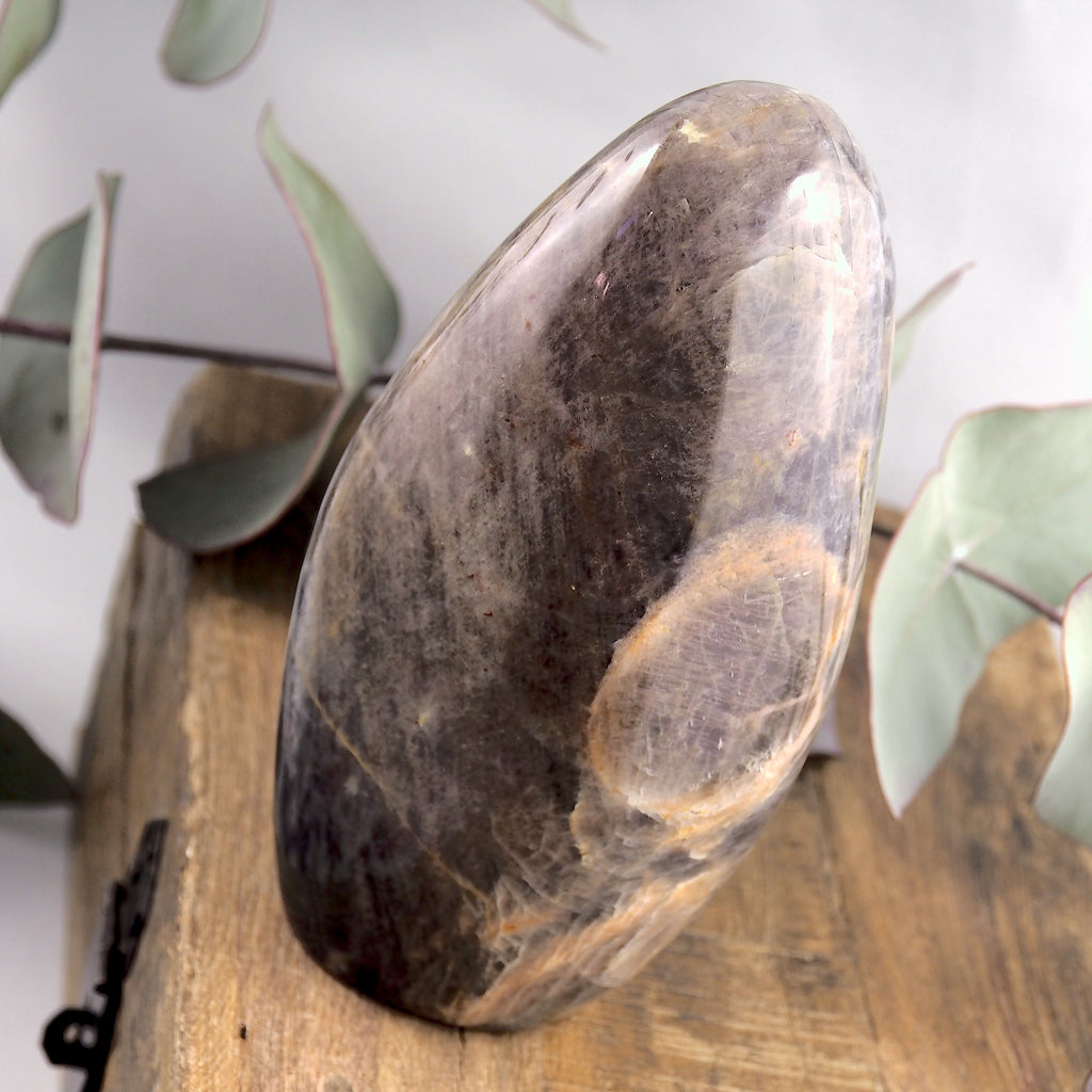 Gorgeous Silver Sheen Large Black Moonstone Free Form Standing Display Specimen - Earth Family Crystals