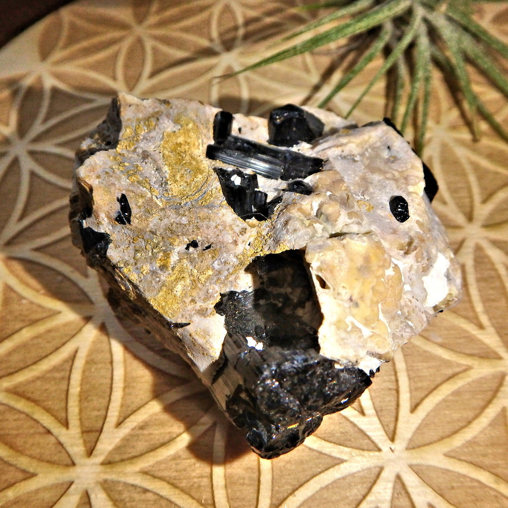 Natural Black Tourmaline Blades Nestled in Feldspar Matrix From Brazil - Earth Family Crystals