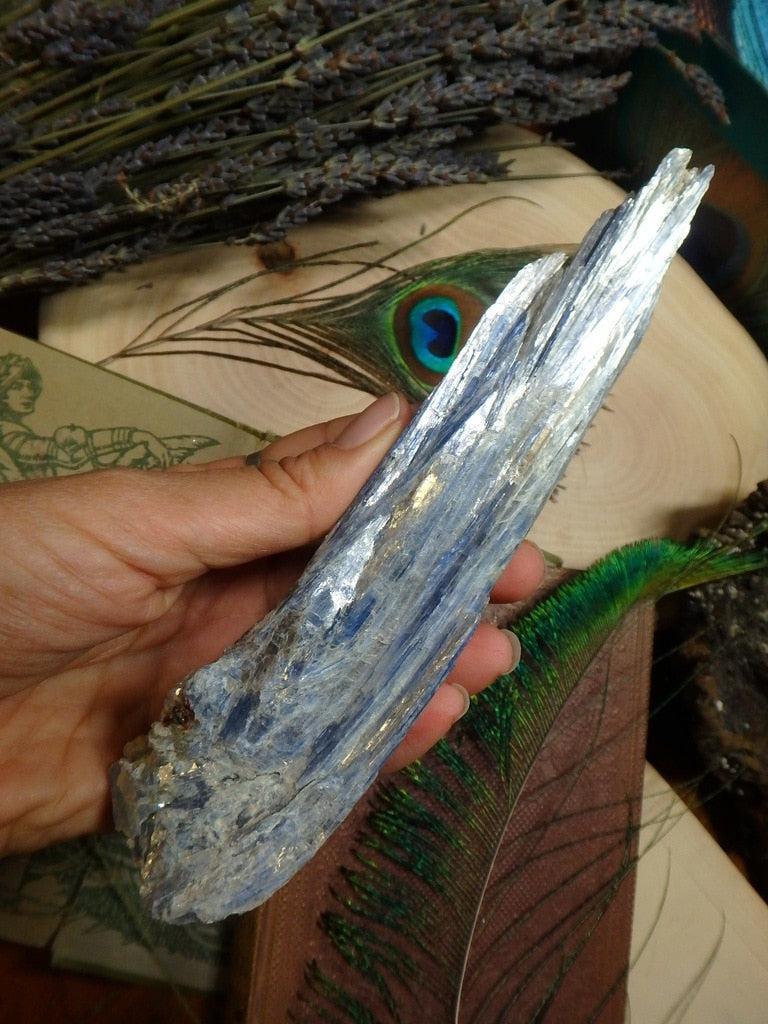Xl Blue Kyanite Point Specimen - Earth Family Crystals