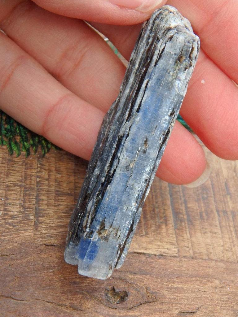 Gemmy Blue Kyanite Natural Point Specimen - Earth Family Crystals