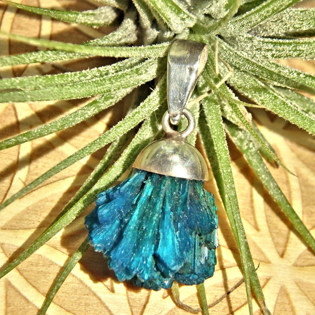 Rare Blue Fanned Cavansite Raw Sterling Silver Pendant (Includes Silver Chain - Earth Family Crystals