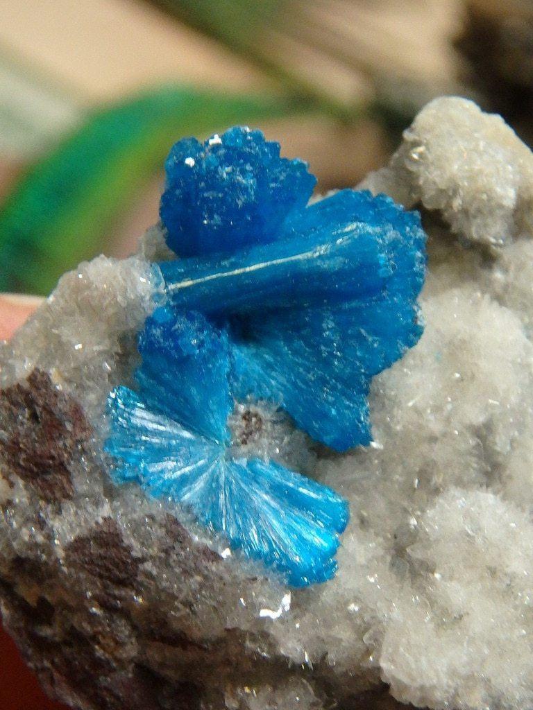 Electric Blue Cavansite On Matrix 1 - Earth Family Crystals