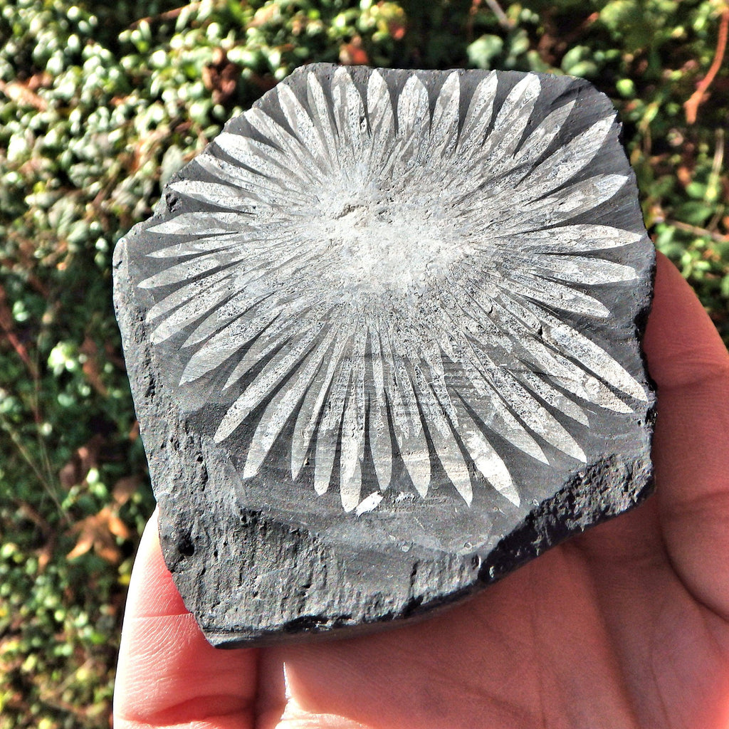 Gorgeous Complete Blooming Flower Natural Chrysanthemum Stone Specimen 1 - Earth Family Crystals