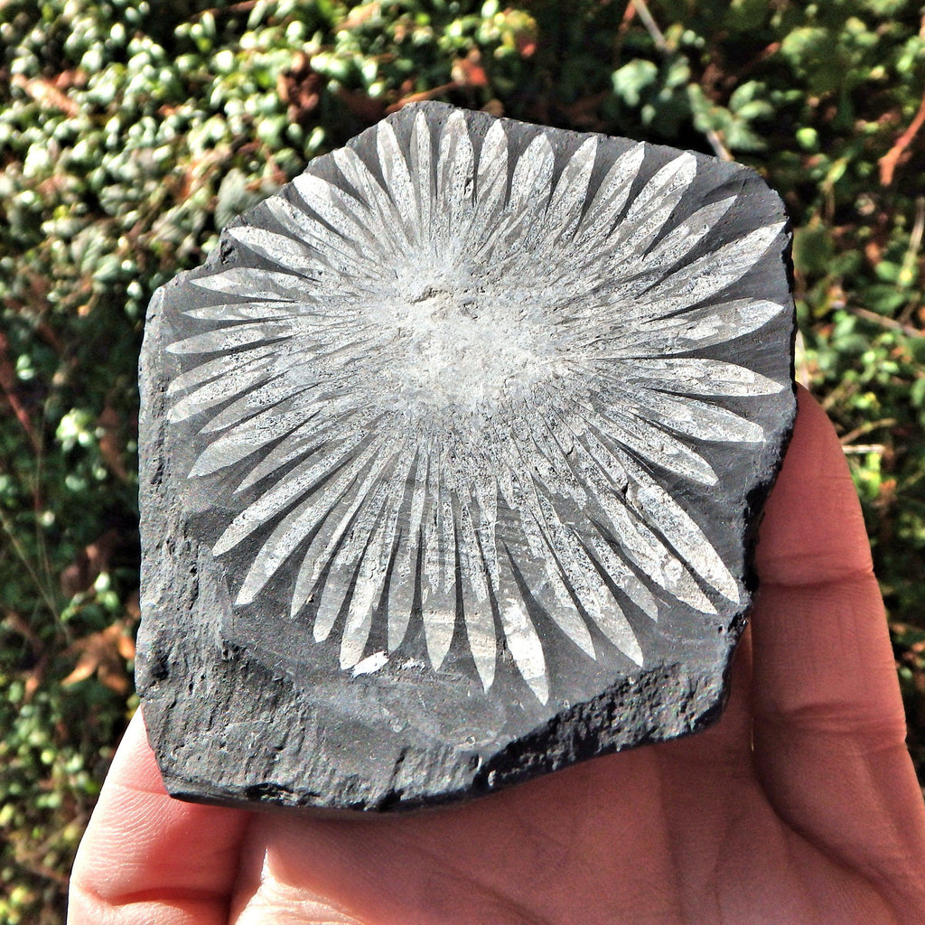 Gorgeous Complete Blooming Flower Natural Chrysanthemum Stone Specimen 1 - Earth Family Crystals