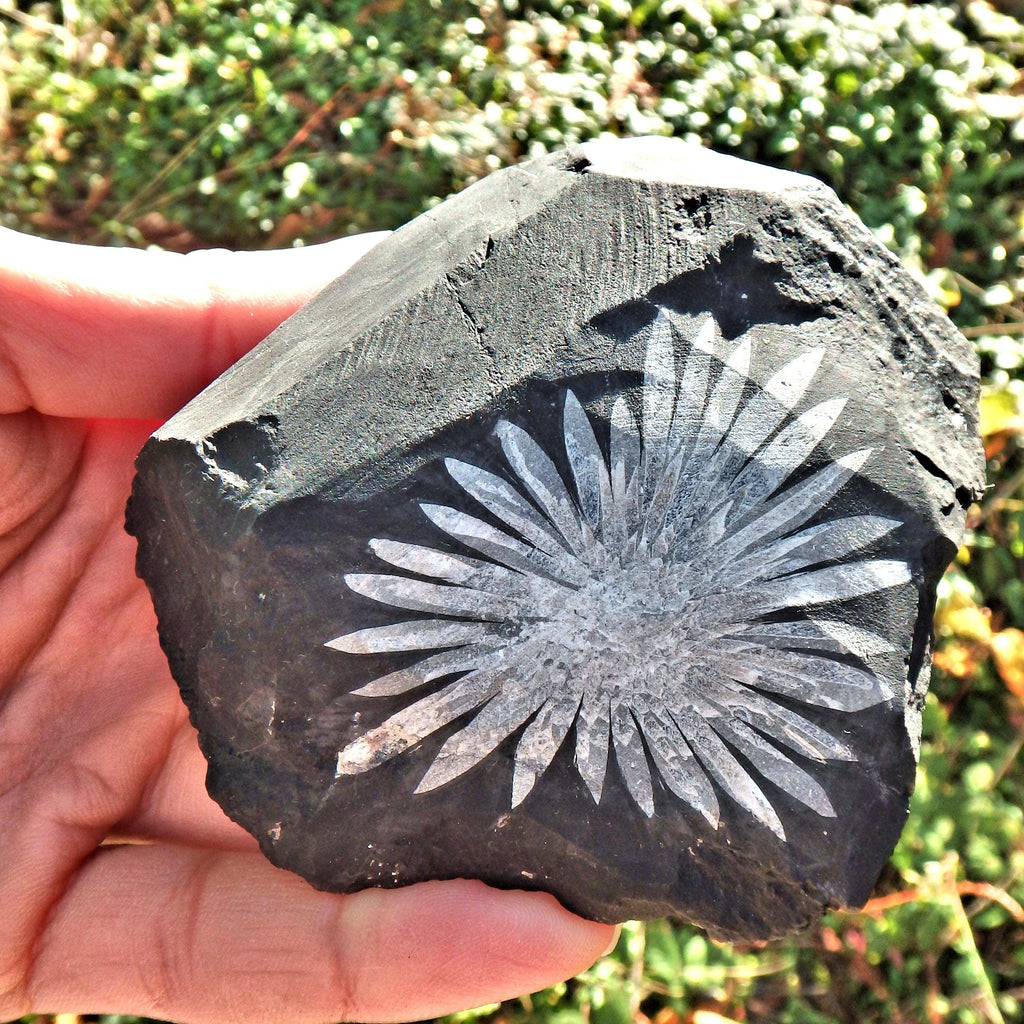 Gorgeous Complete Blooming Flower Natural Chrysanthemum Stone Specimen 3 - Earth Family Crystals