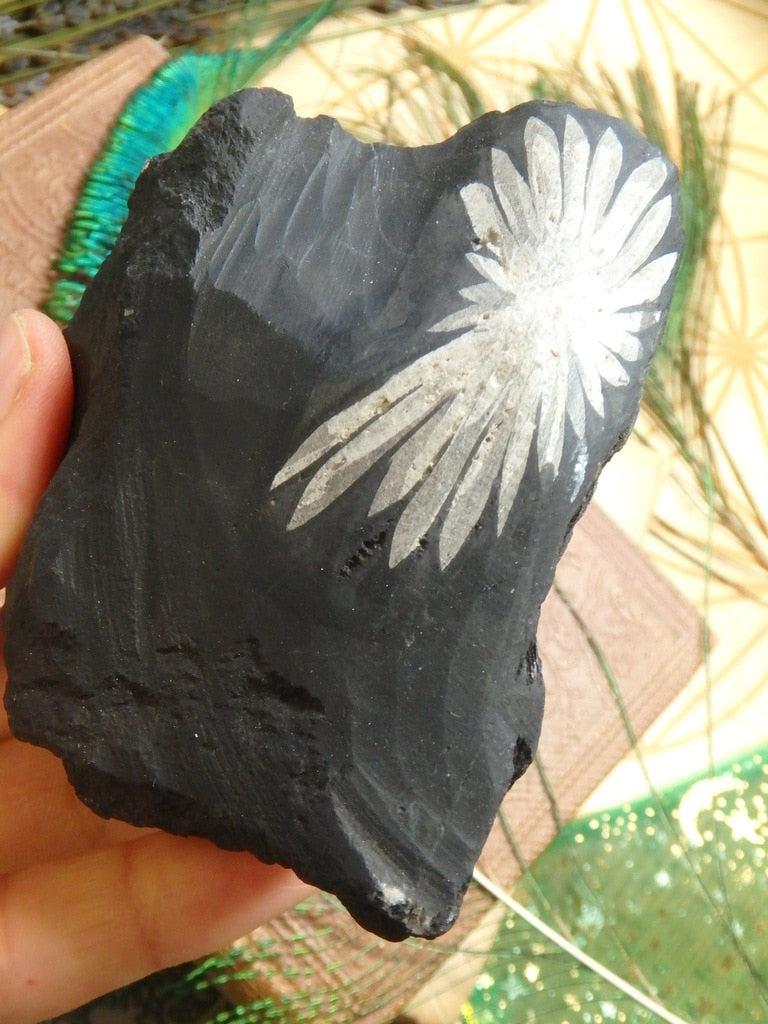 Fantastic Chrysanthemum Stone Specimen 6 - Earth Family Crystals
