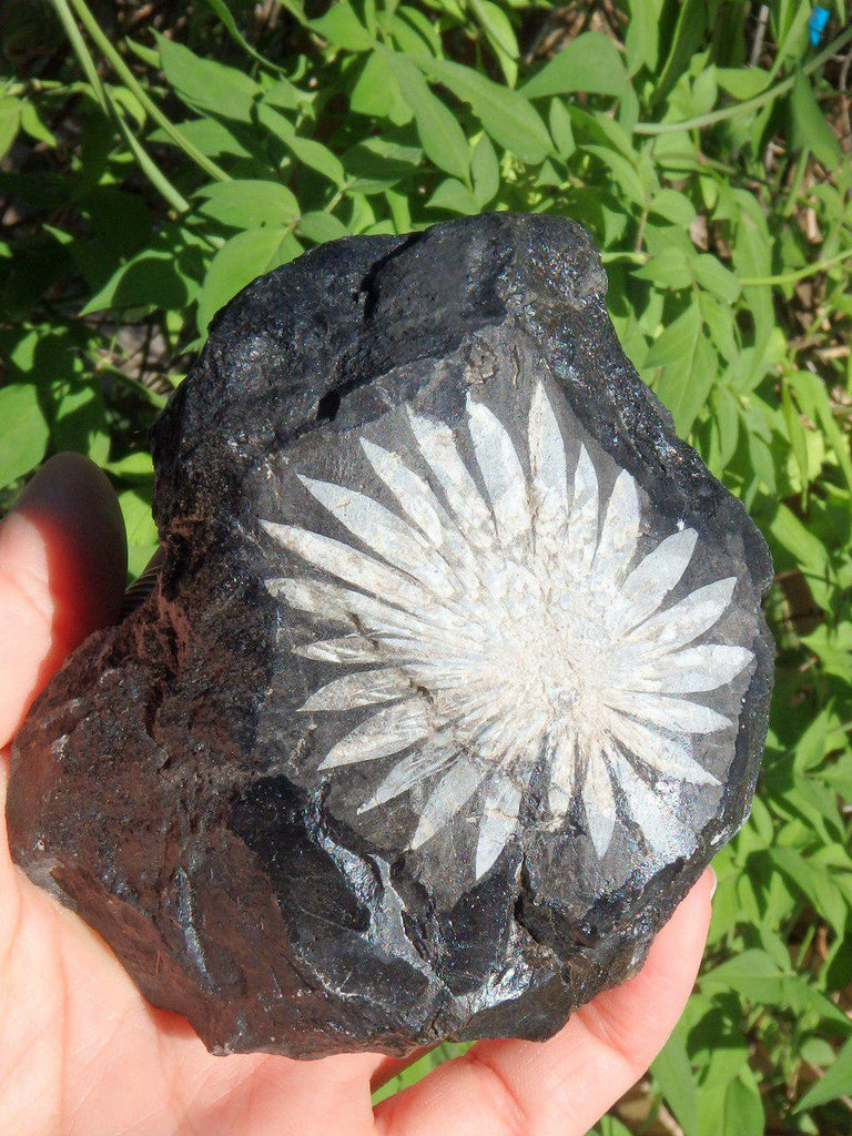 Fantastic Natural Chrysanthemum Stone Display Specimen - Earth Family Crystals