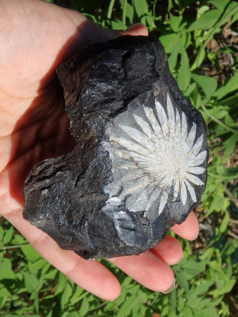 Fantastic Natural Chrysanthemum Stone Display Specimen - Earth Family Crystals