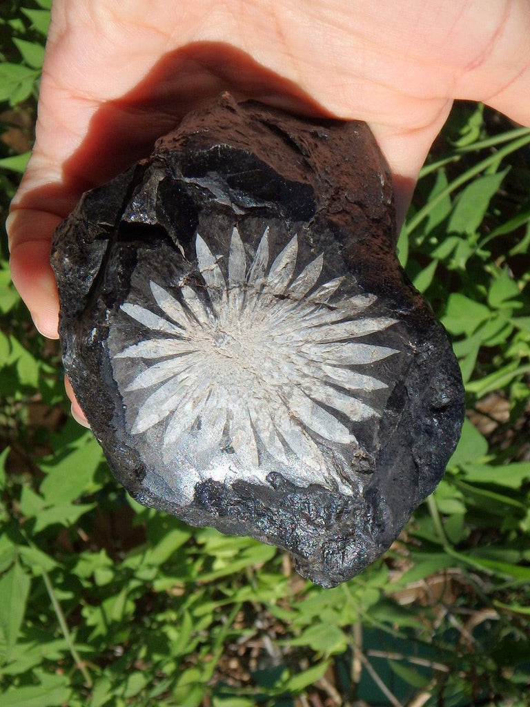 Fantastic Natural Chrysanthemum Stone Display Specimen - Earth Family Crystals