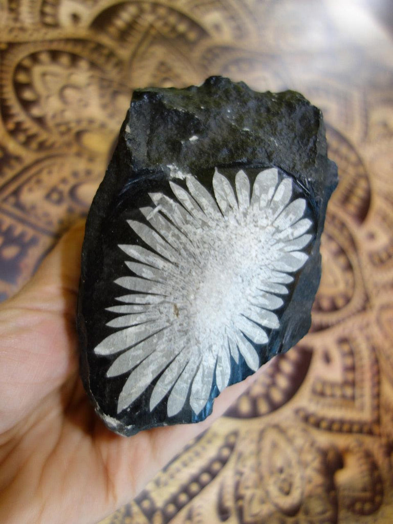 Flower Power! Large Creamy White Chrysanthemum Stone Natural Specimen - Earth Family Crystals