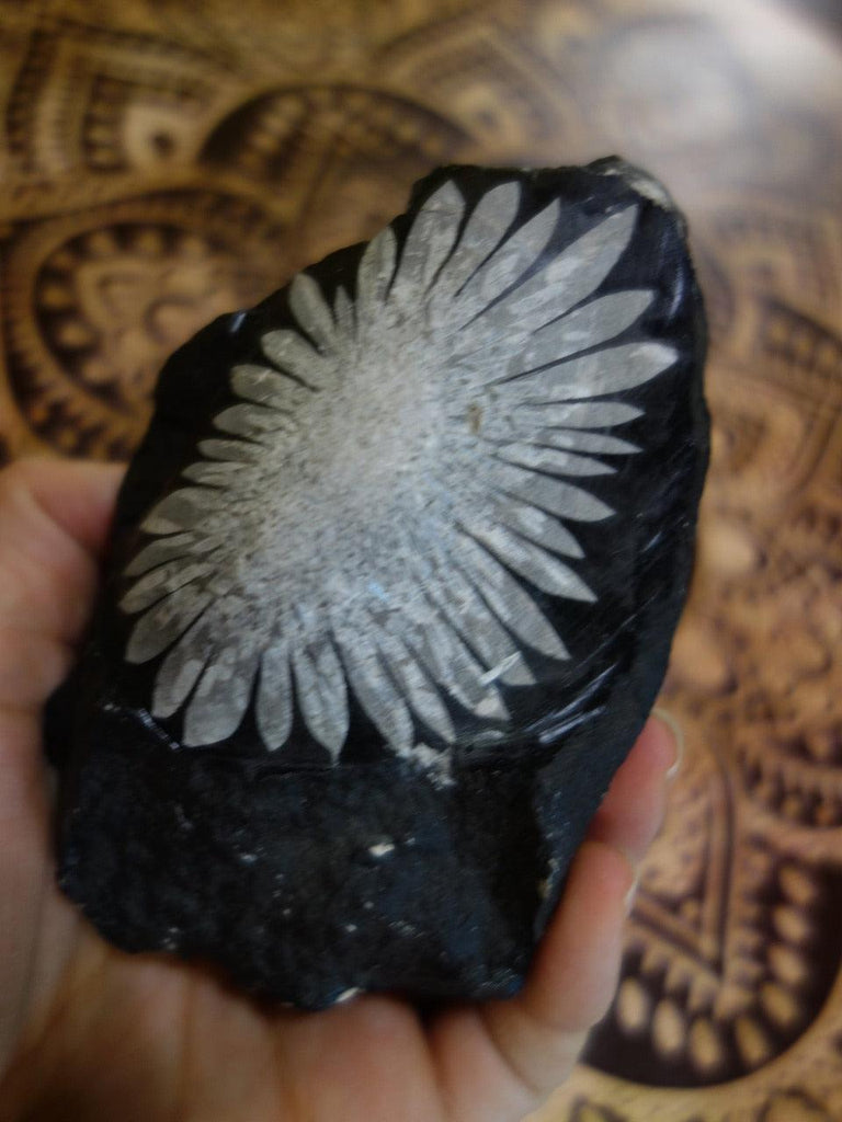 Flower Power! Large Creamy White Chrysanthemum Stone Natural Specimen - Earth Family Crystals